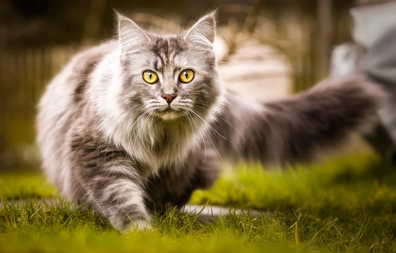 Photo wallpaper cat, grass, cat, nature, grey, fluffy, tail, walk