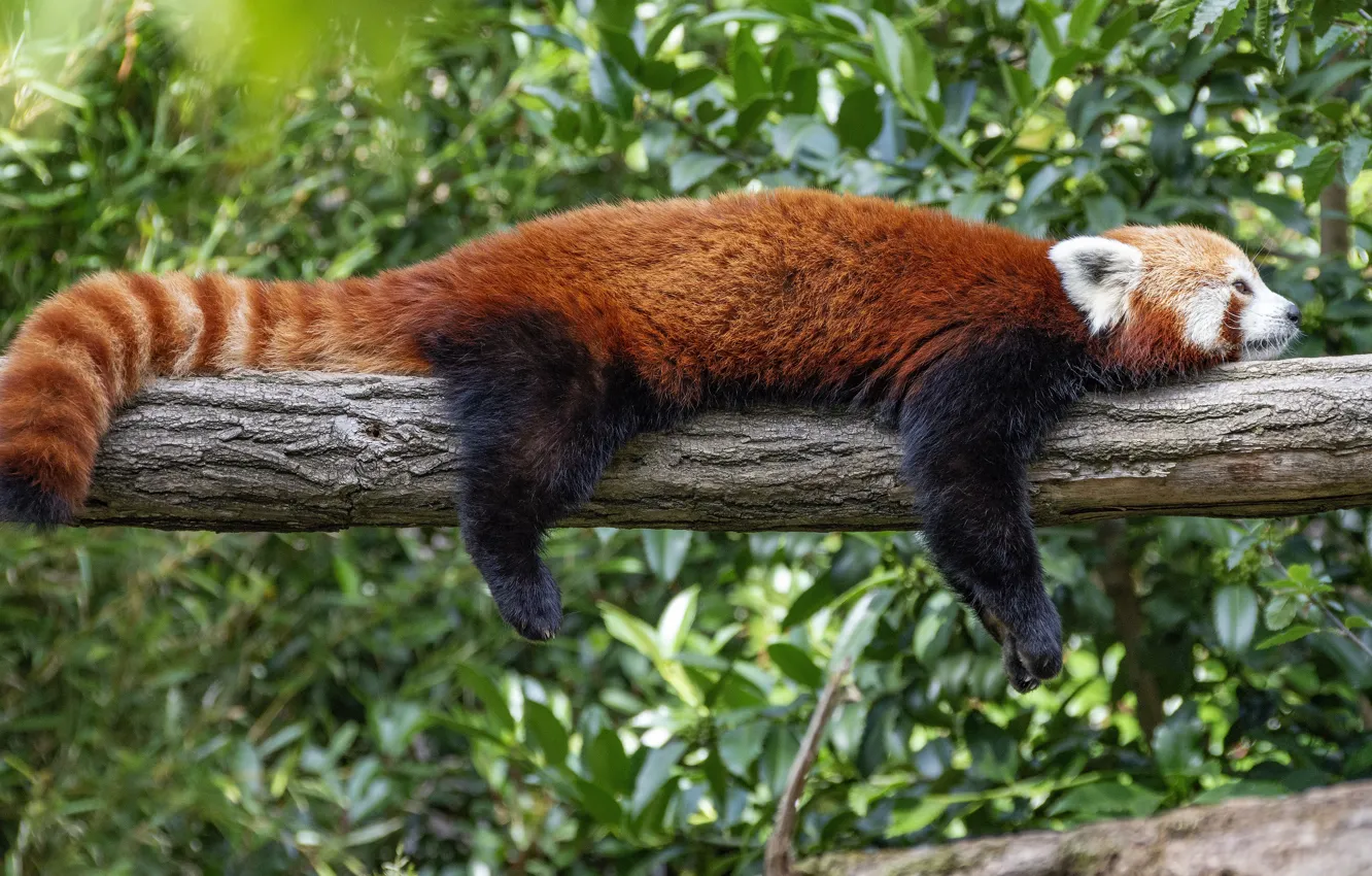 Photo wallpaper foliage, lies, red Panda, log, red Panda