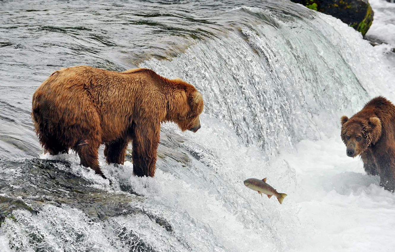 Photo wallpaper river, fish, bears