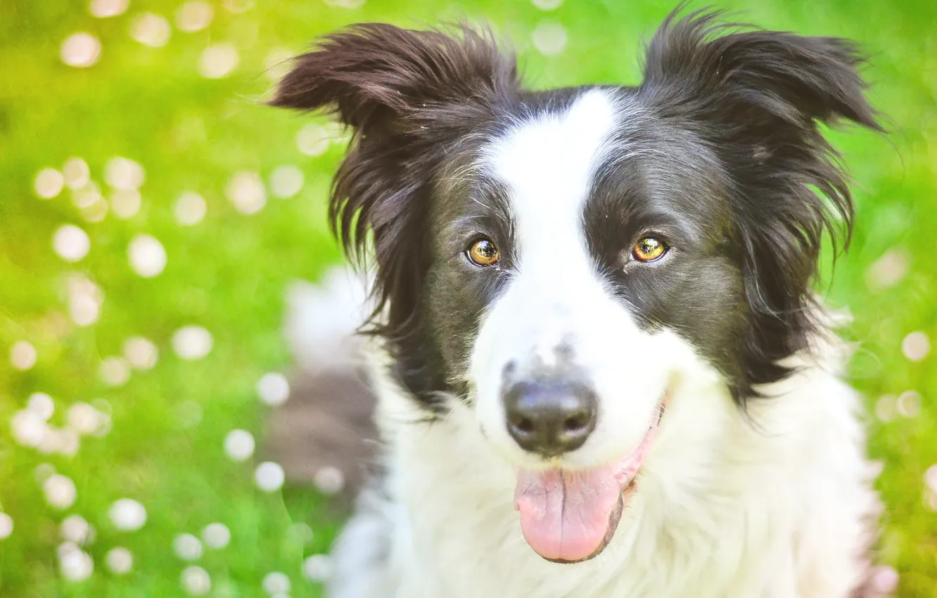 Photo wallpaper look, portrait, dog, spring, meadow, bokeh, the border collie, Wallpaper from lolita777