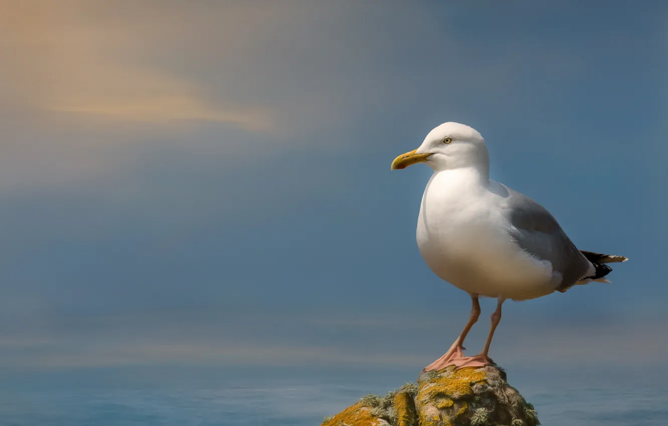 Photo wallpaper sea, the sky, clouds, stones, bird, seagulls, treatment