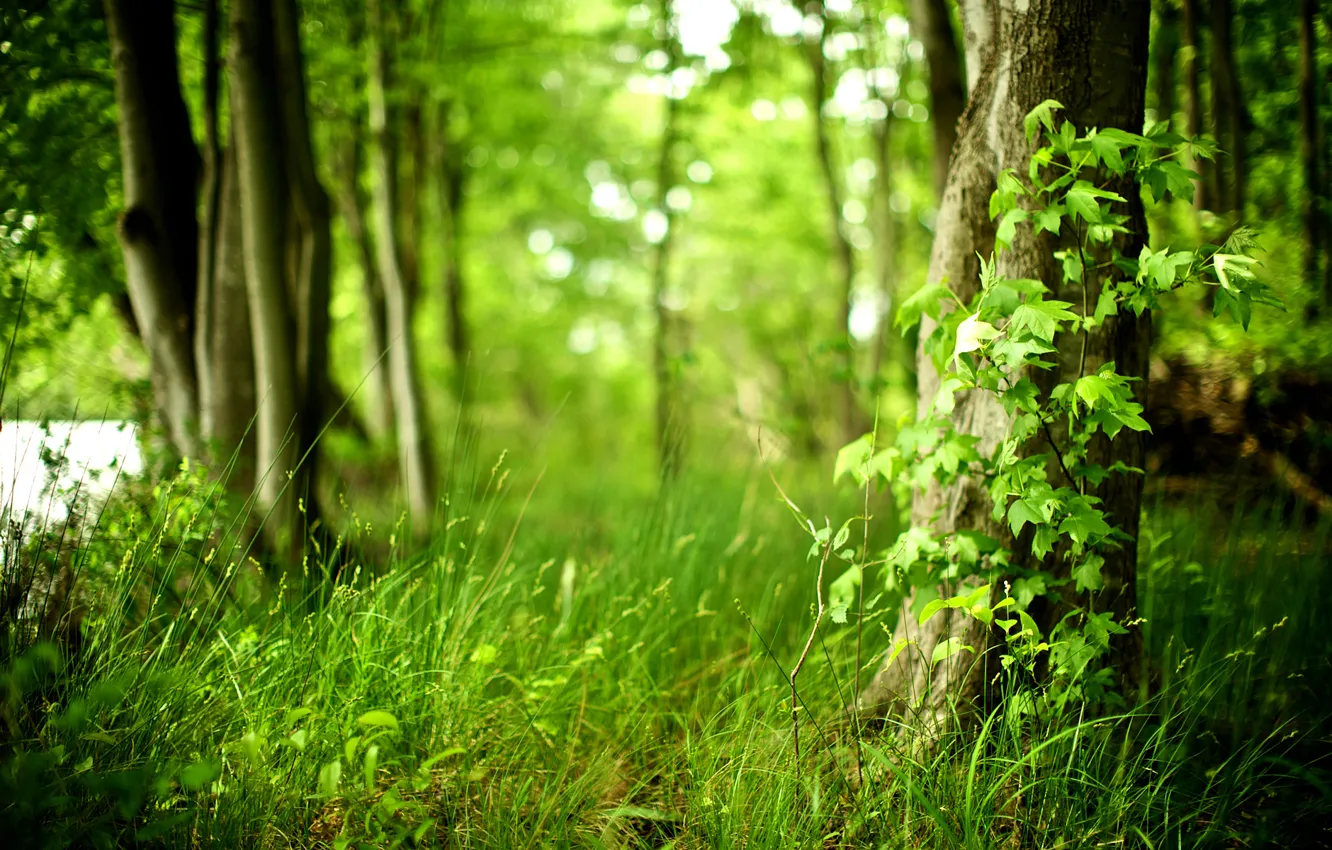 Photo wallpaper forest, grass, trees, freshness, nature, purity, life, fresh air