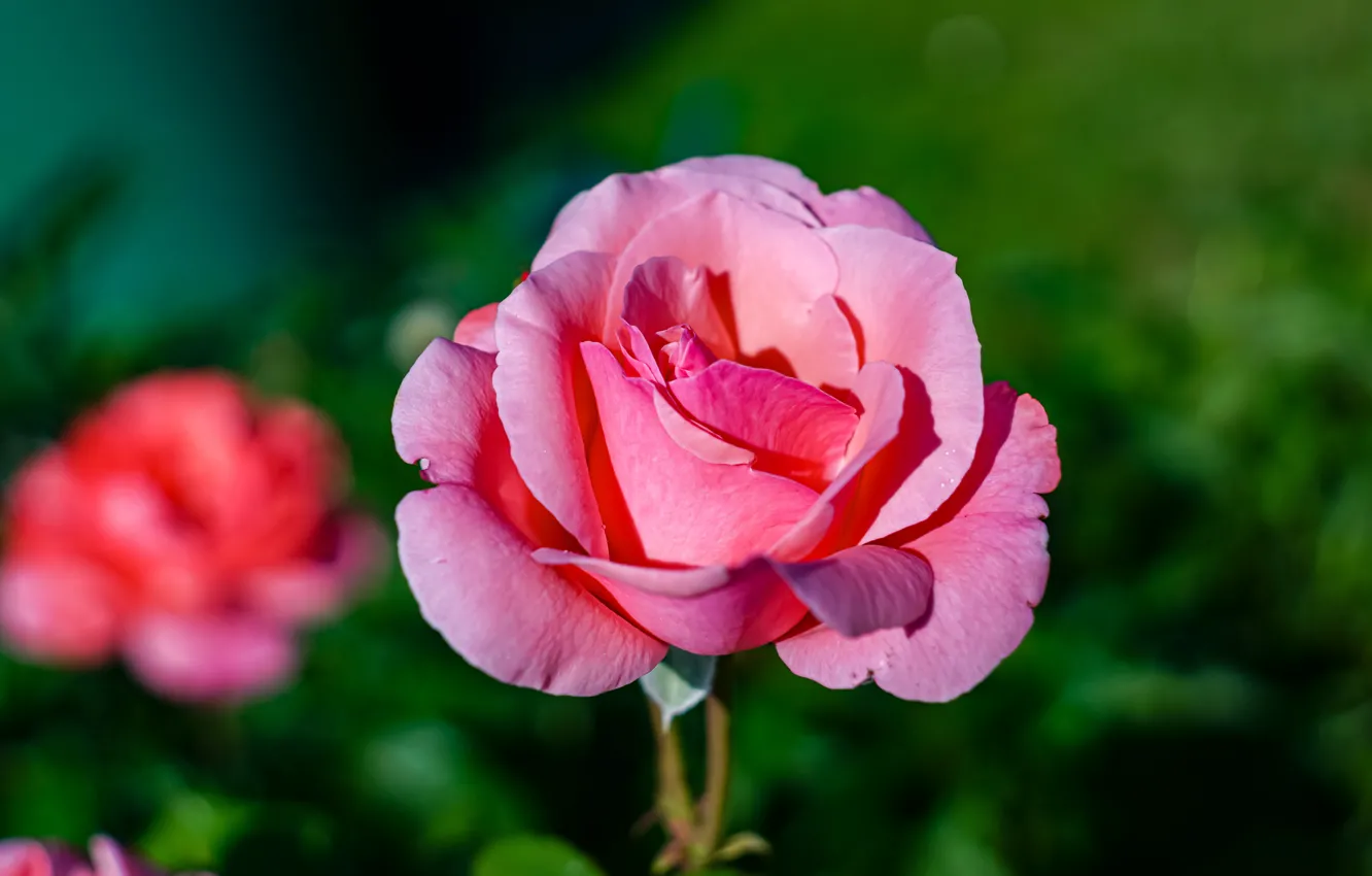 Photo wallpaper flower, light, pink, rose, green background, bokeh