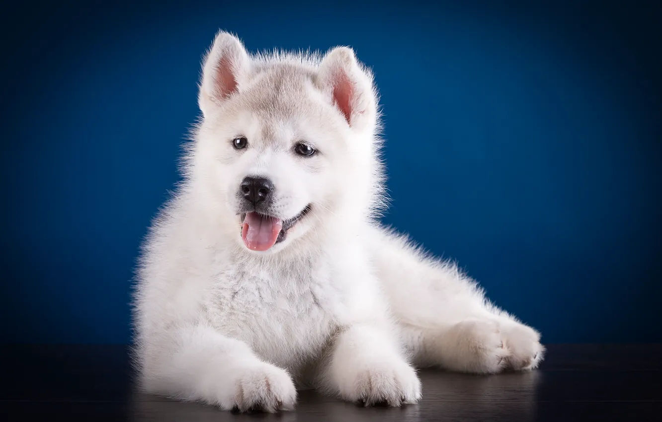 Photo wallpaper cute, puppy, husky