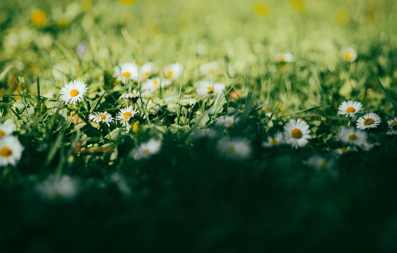Photo wallpaper grass, the sun, flowers, nature, chamomile, bokeh