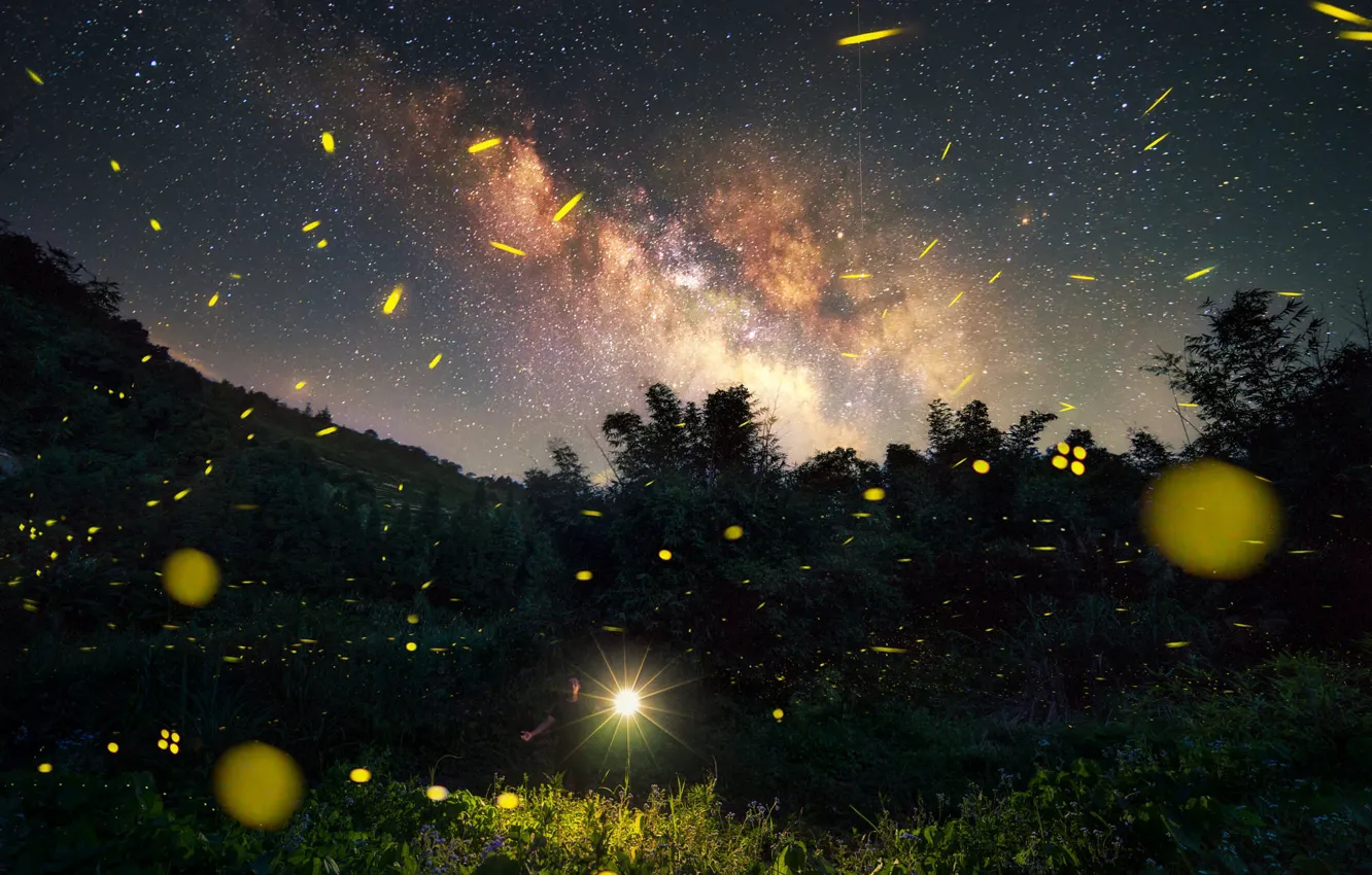Photo wallpaper forest, the sky, light, night, thickets