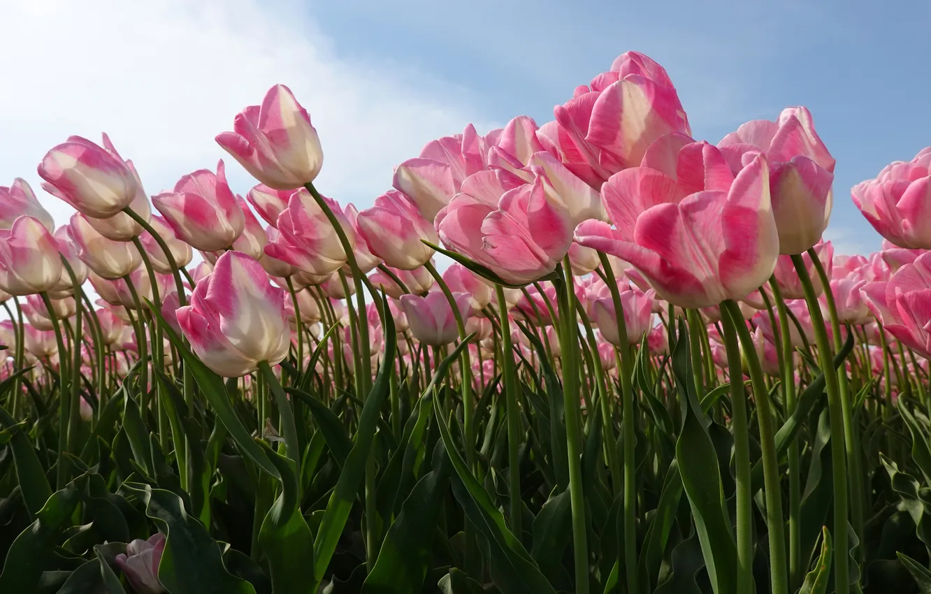 Photo wallpaper field, the sky, clouds, light, flowers, spring, stem, tulips