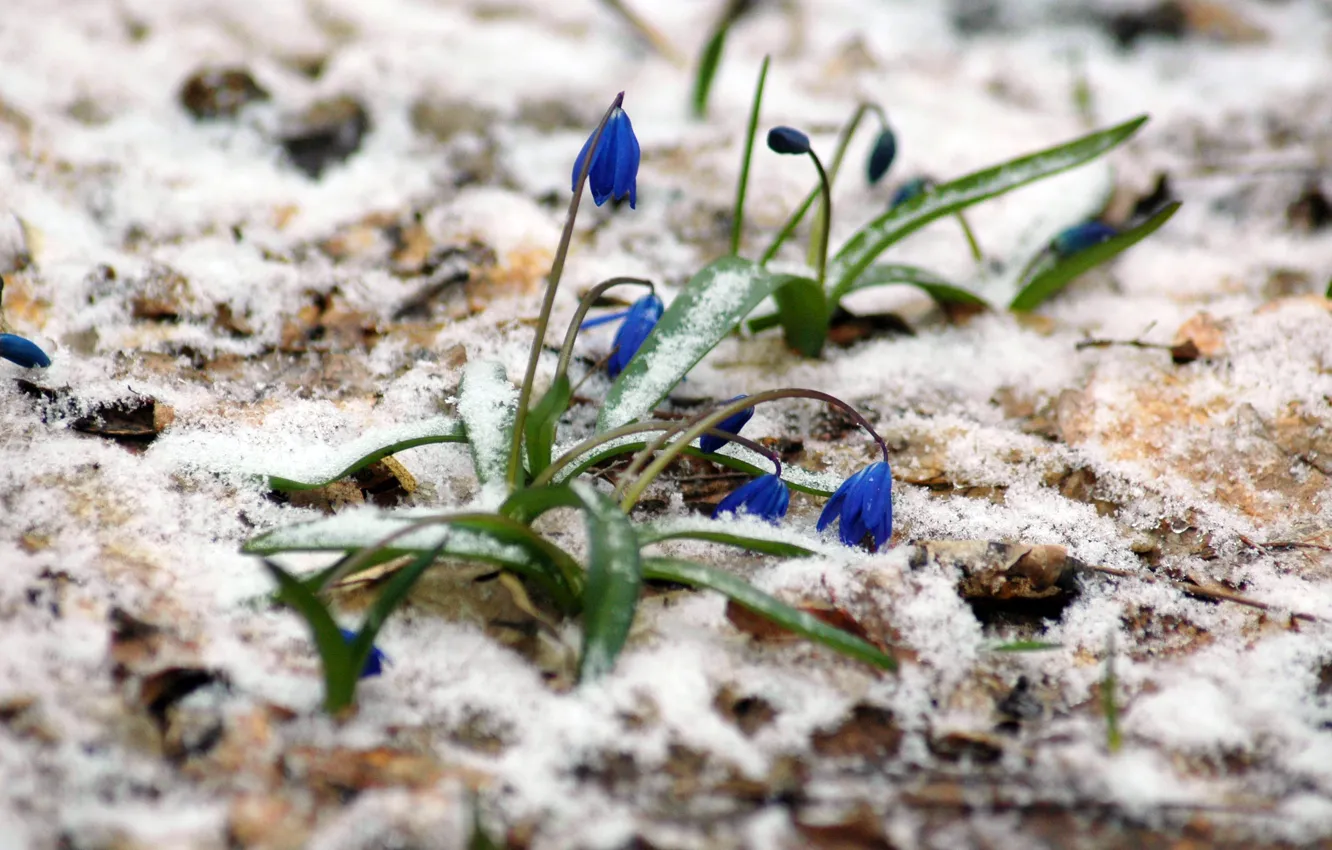 Photo wallpaper forest, snow, spring, Scilla, March