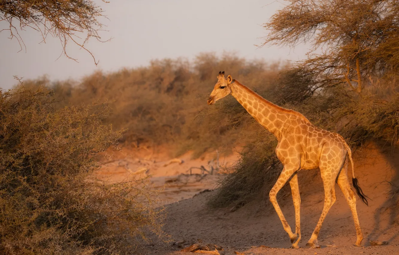 Photo wallpaper trees, branches, nature, giraffe, walk