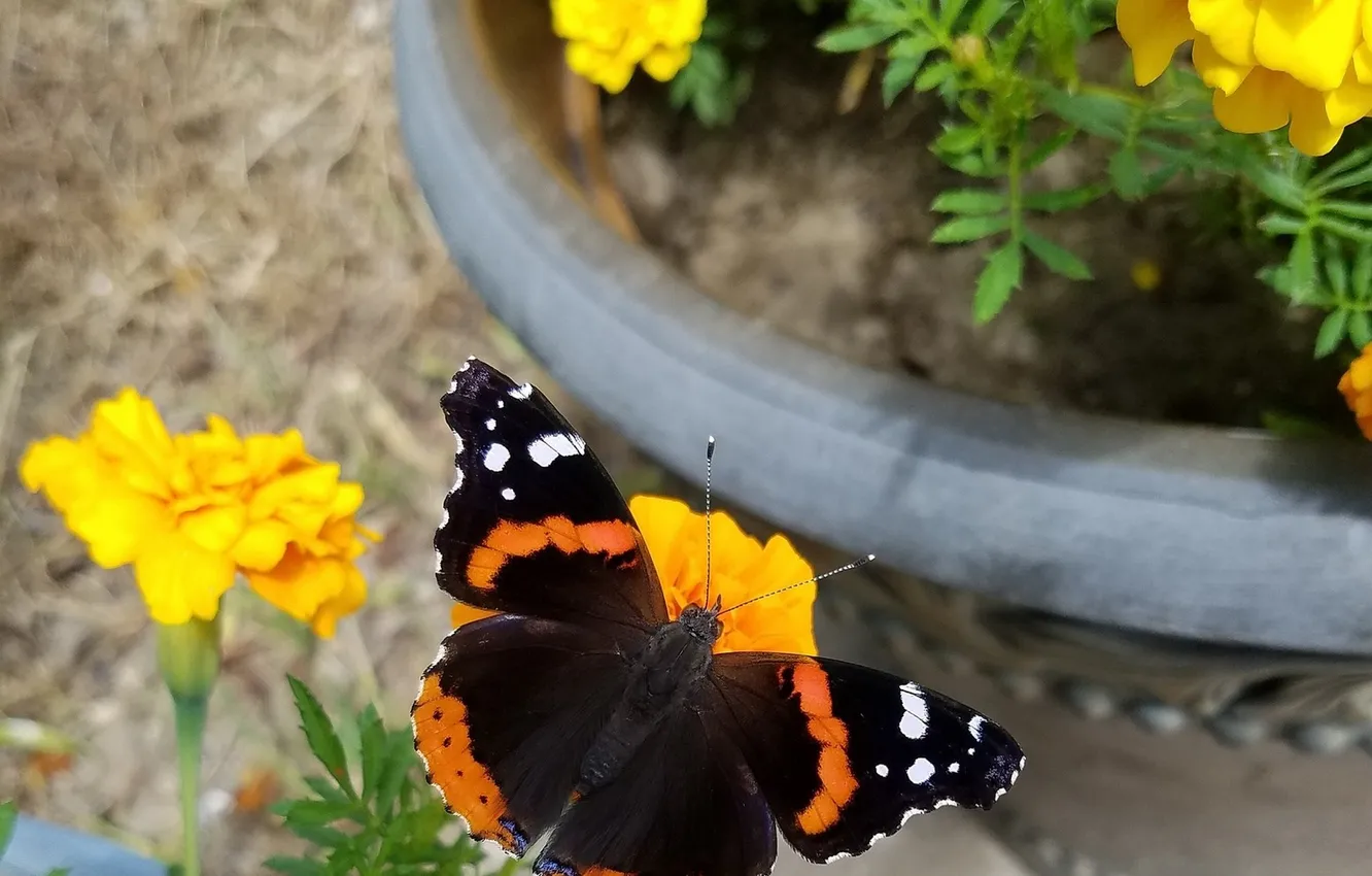 Photo wallpaper flowers, macro, butterfly, wings, beautiful, closeup, marigolds