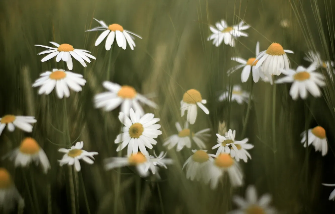 Photo wallpaper flowers, background, widescreen, Wallpaper, chamomile, beauty, wallpaper, flowers