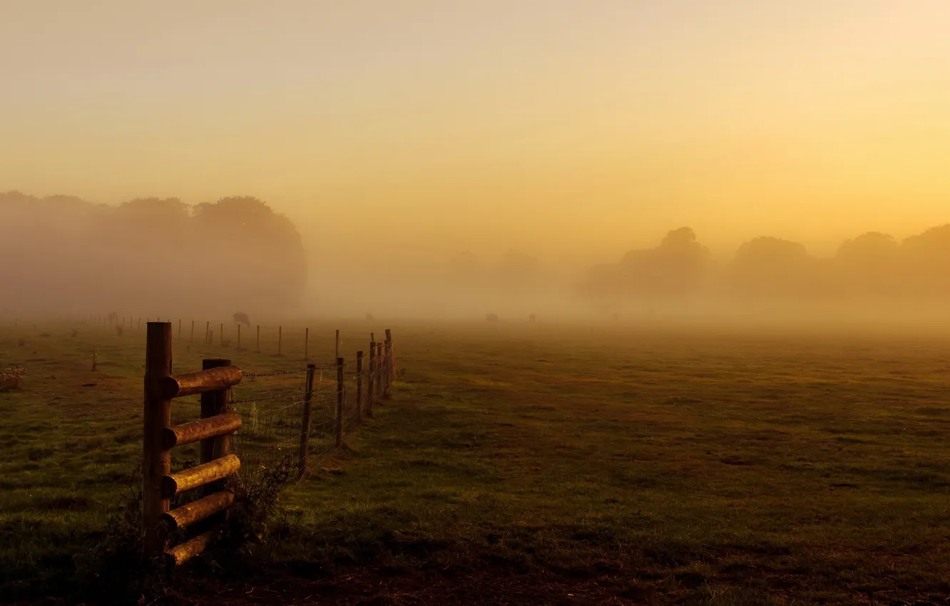 Photo wallpaper field, landscape, fog, the fence, morning, cattle