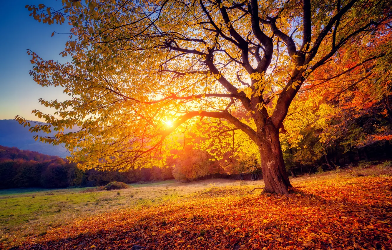 Photo wallpaper autumn, leaves, sunset, tree