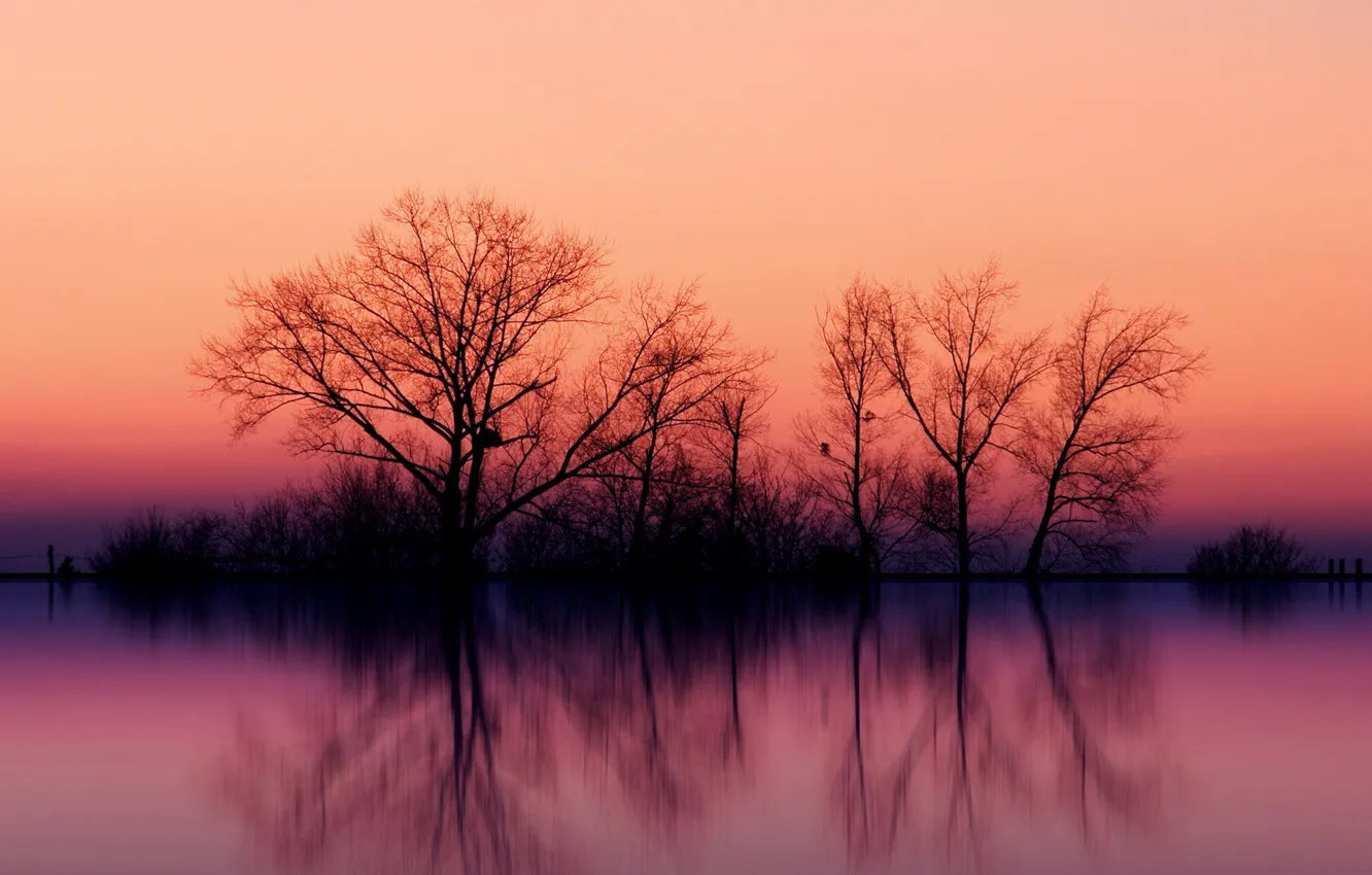 Photo wallpaper trees, sunset, reflection