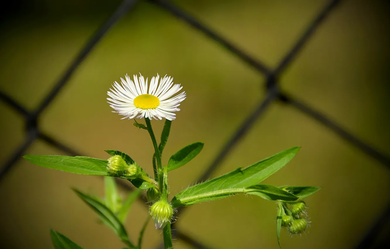 Photo wallpaper chamomile, spring, flower, spring