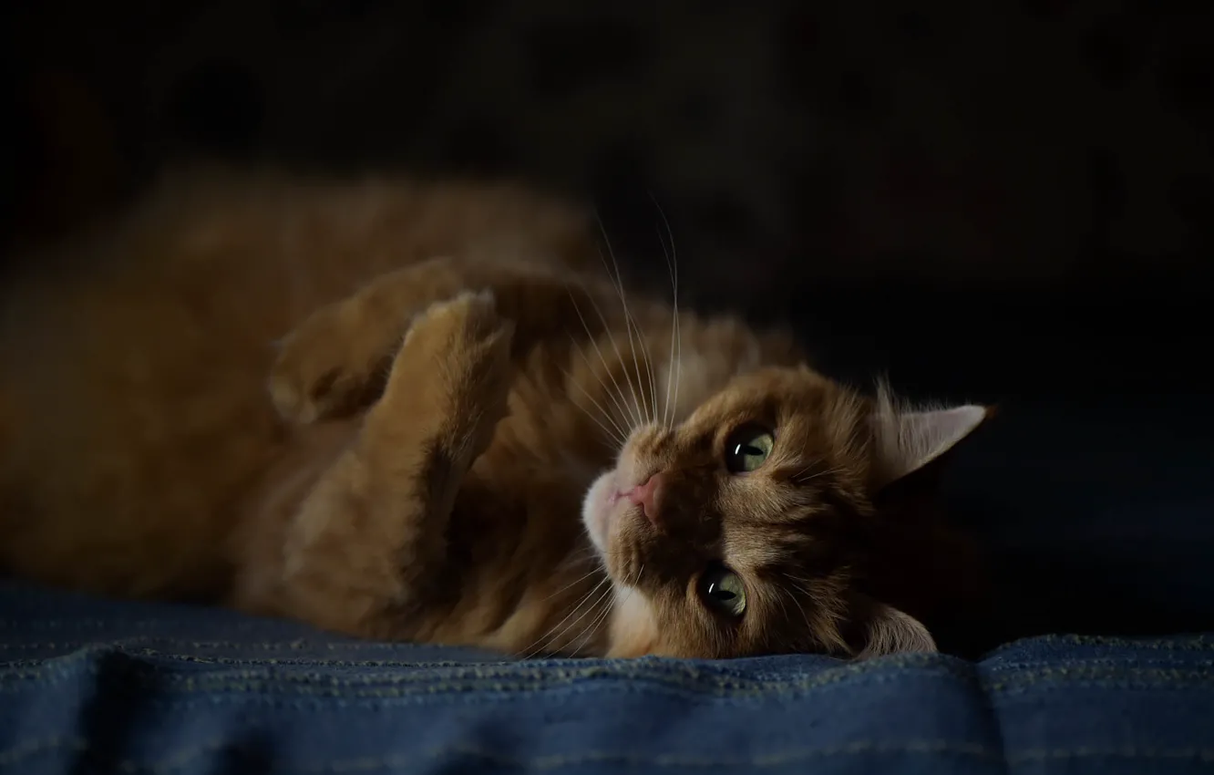 Photo wallpaper cat, cat, look, light, pose, darkness, stay, legs