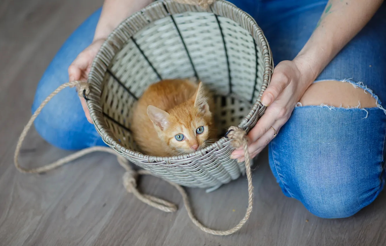 Photo wallpaper cat, look, kitty, feet, jeans, hole, rope, hands