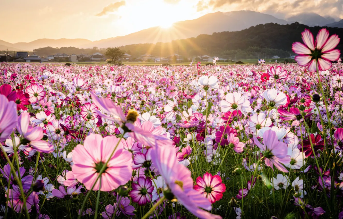 Photo wallpaper the sun, rays, mountains, nature, flowering, kosmeya