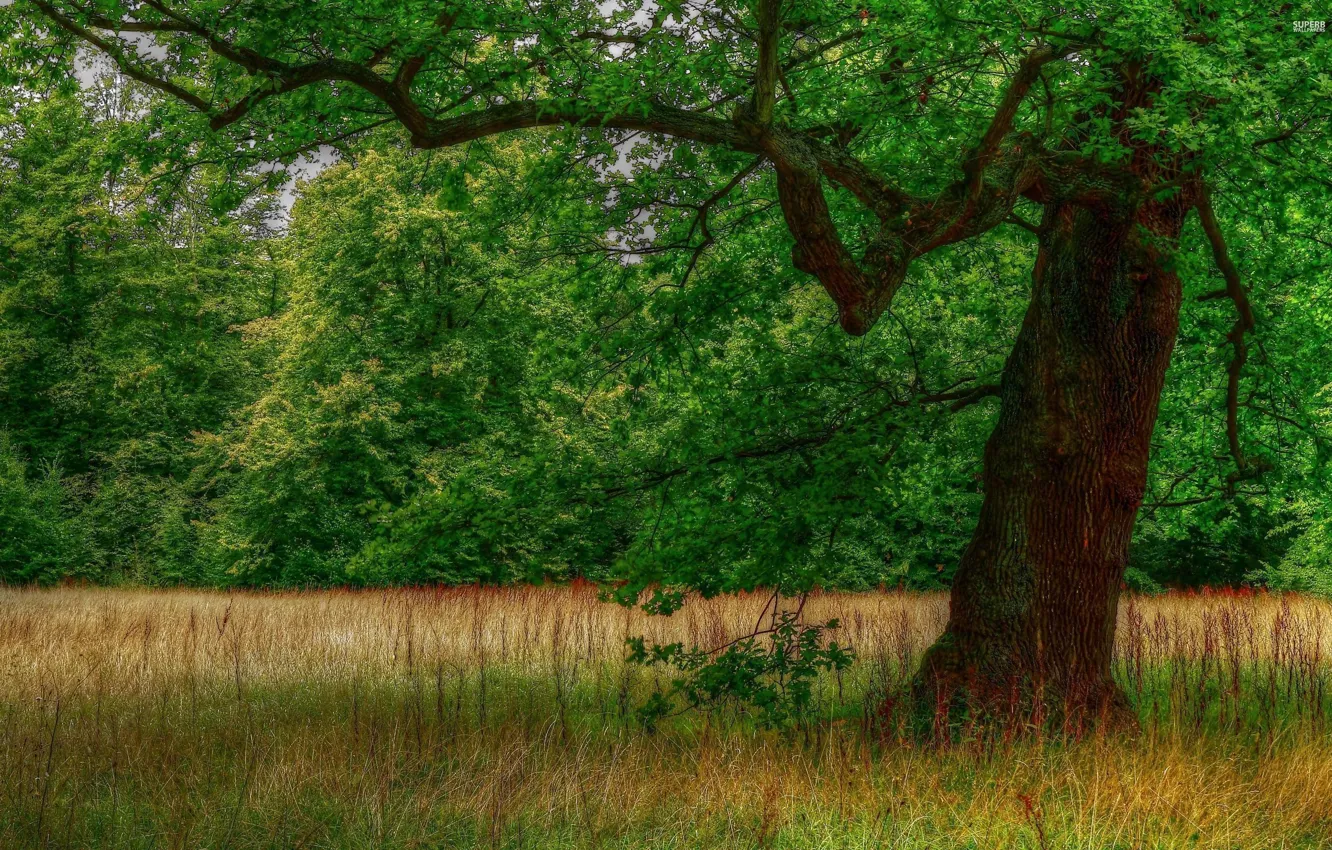 Photo wallpaper forest, grass, tree, glade, trunk, crown