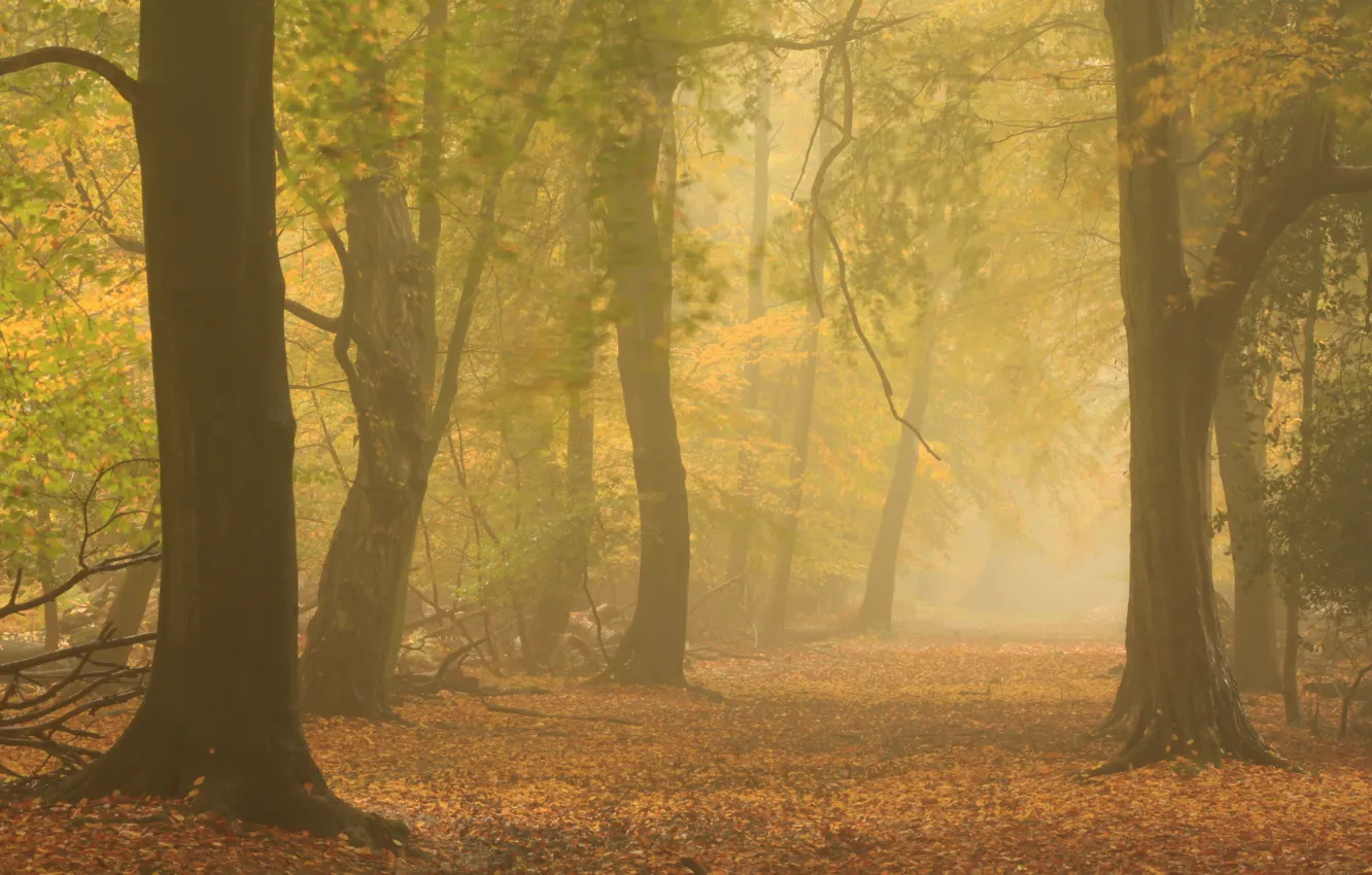 Photo wallpaper autumn, forest, nature, fog