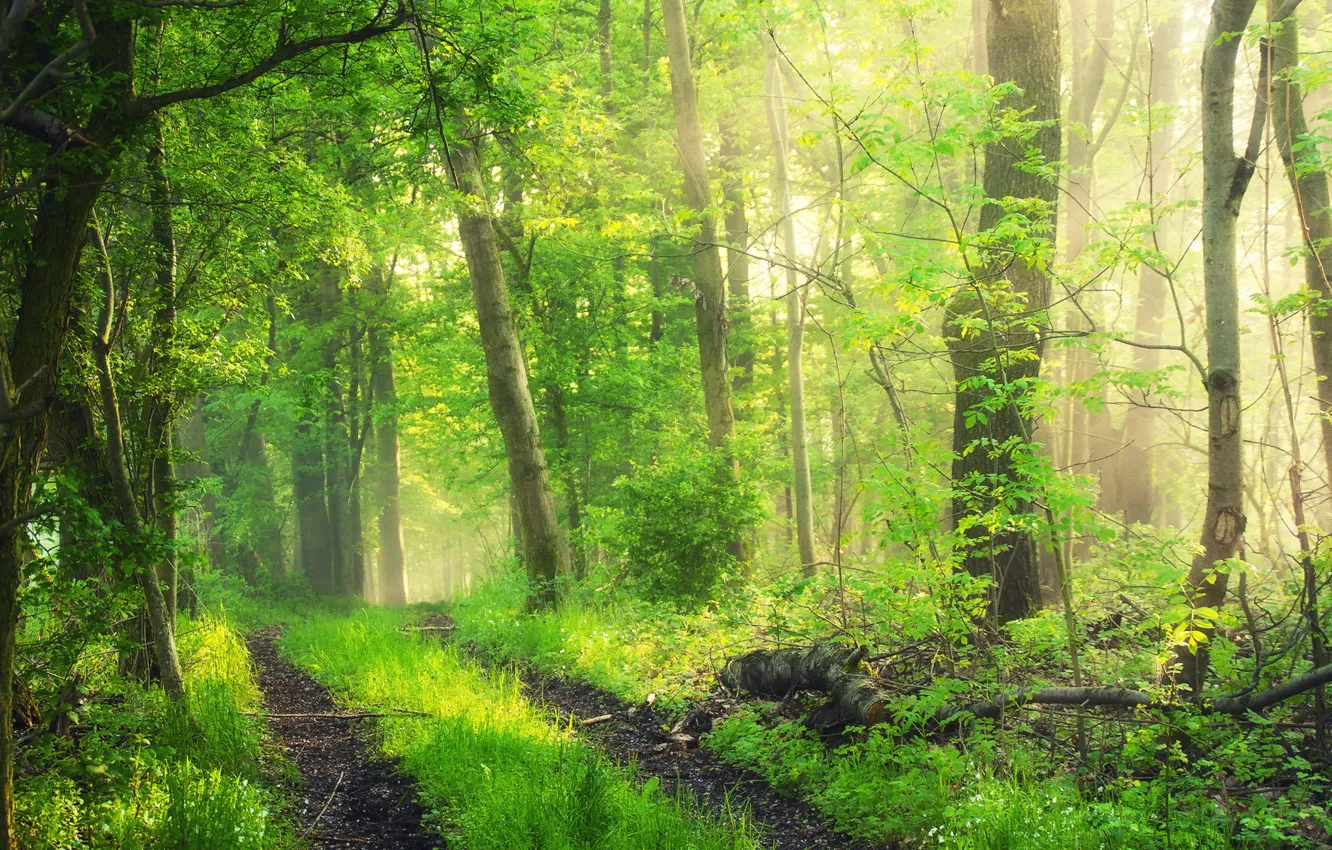 Photo wallpaper road, forest, landscape, nature