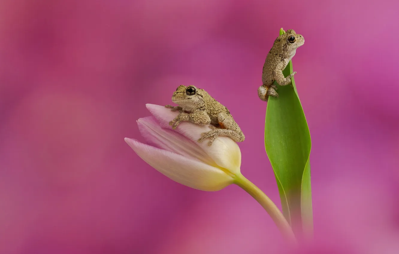 Photo wallpaper flower, Tulip, frog, spring, frogs, a couple, pink background, two frogs