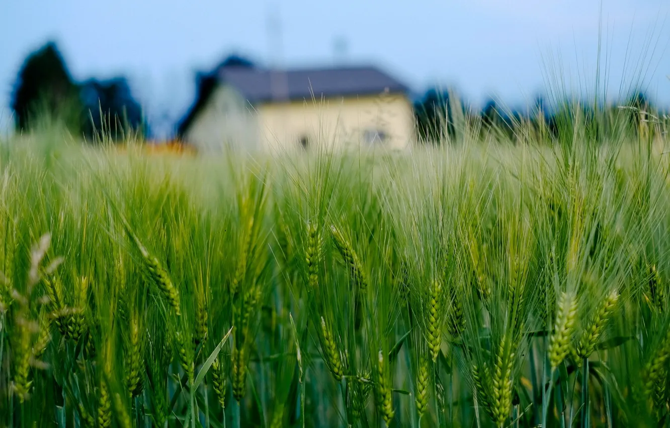 Photo wallpaper wheat, field, macro, house, background, widescreen, Wallpaper, rye