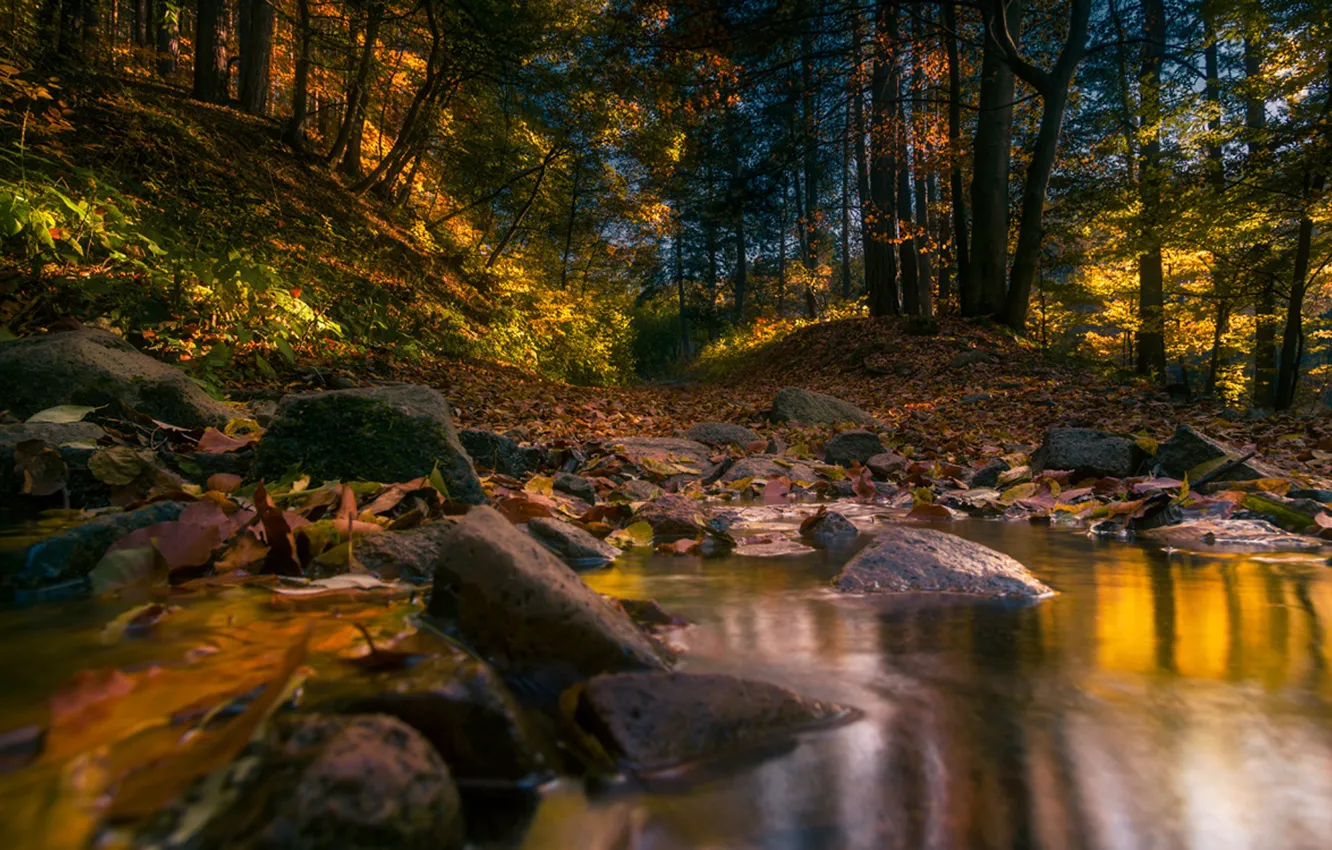 Photo wallpaper autumn, forest, the sky, grass, leaves, water, rays, trees