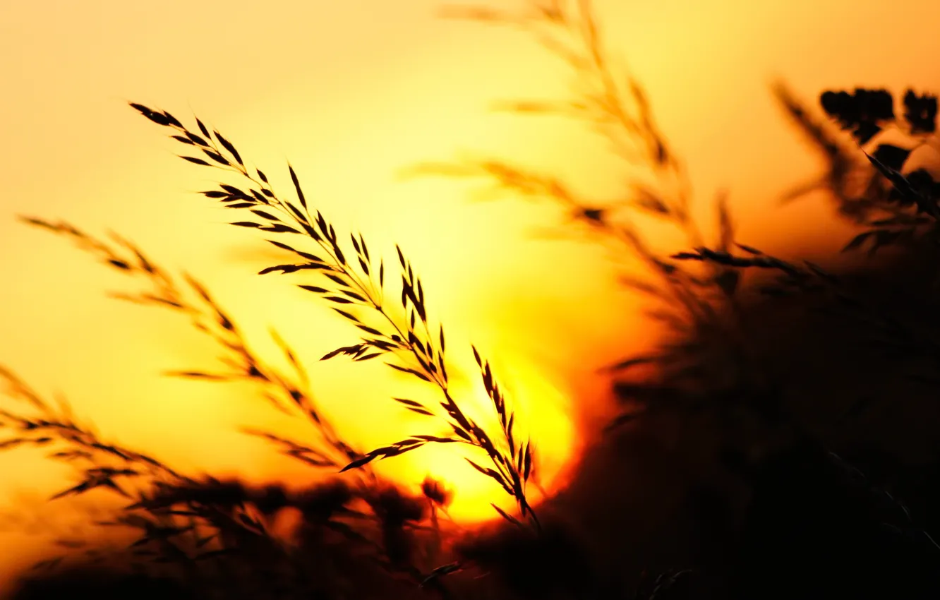 Photo wallpaper grass, sunset, nature, the evening, ears, nature
