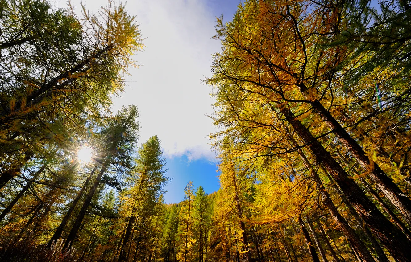 Photo wallpaper autumn, the sky, the sun, rays, trees