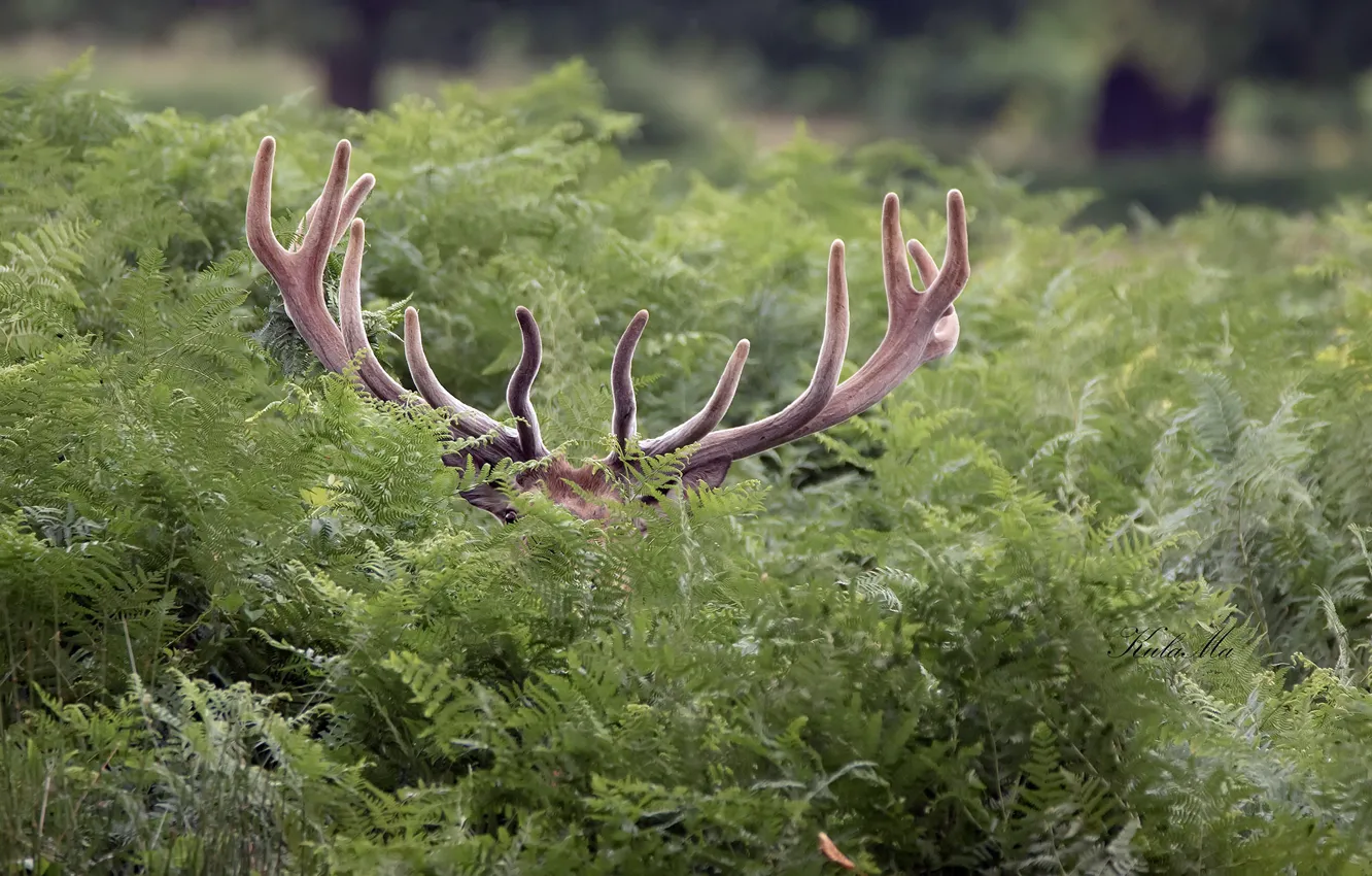 Photo wallpaper deer, horns, fern