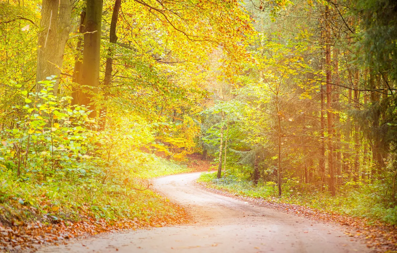 Photo wallpaper road, autumn, trees, photo, foliage