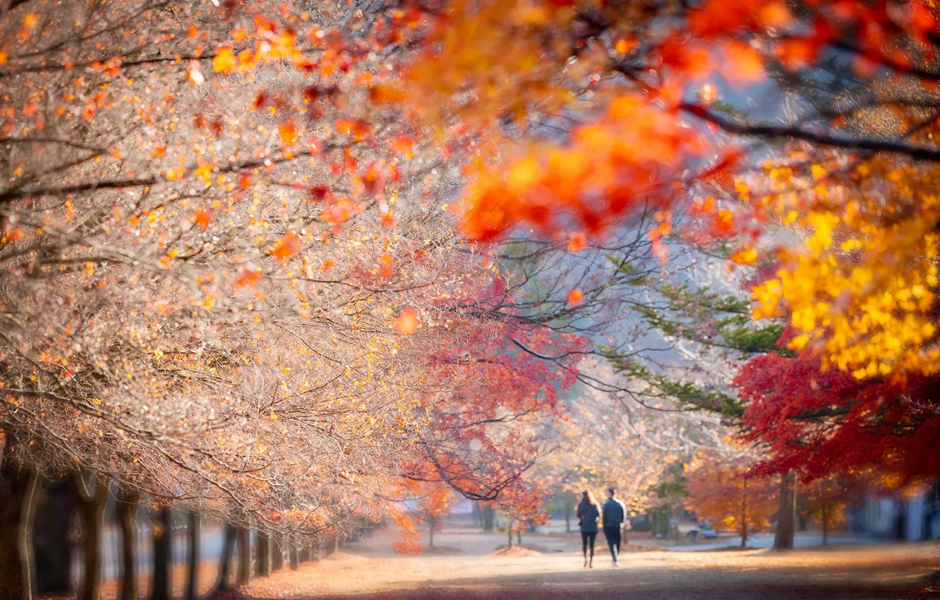 Photo wallpaper autumn, leaves, light, trees, nature, Park, branch, street