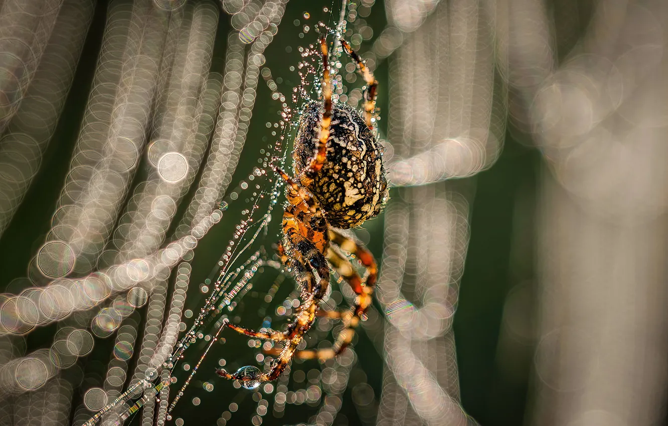 Photo wallpaper Rosa, web, spider, morning