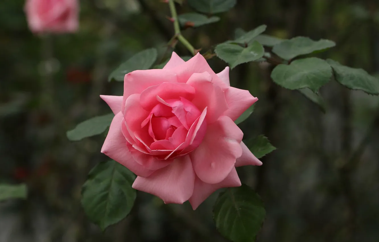 Photo wallpaper branches, roses, petals, buds