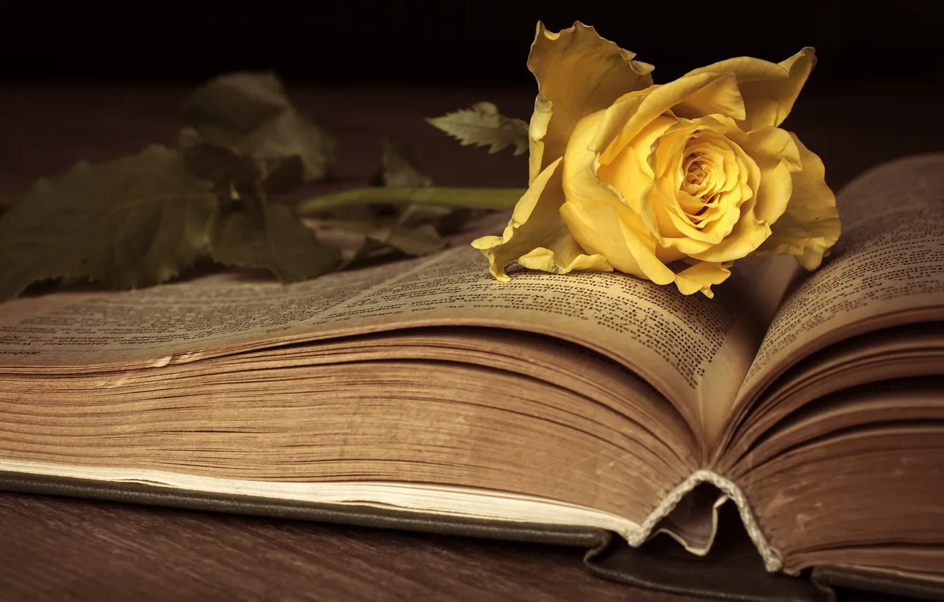 Photo wallpaper book, nostalgia, Antiques, the roses bloom