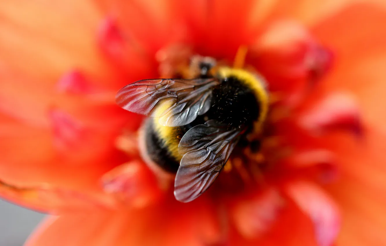 Photo wallpaper flower, macro, red, bee, background, blur, bumblebee, wings