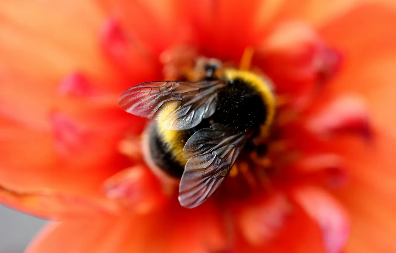 Photo wallpaper flowers, red, macro, bumblebee, background, blur, bokeh, wings