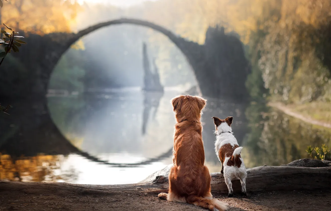 Photo wallpaper autumn, forest, light, bridge, nature, pose, fog, lake