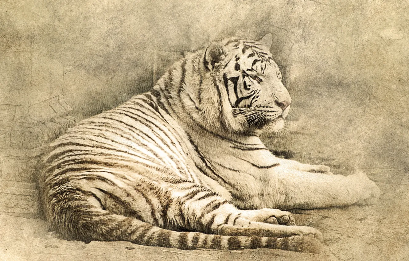 Photo wallpaper cat, tiger, lies, tiger
