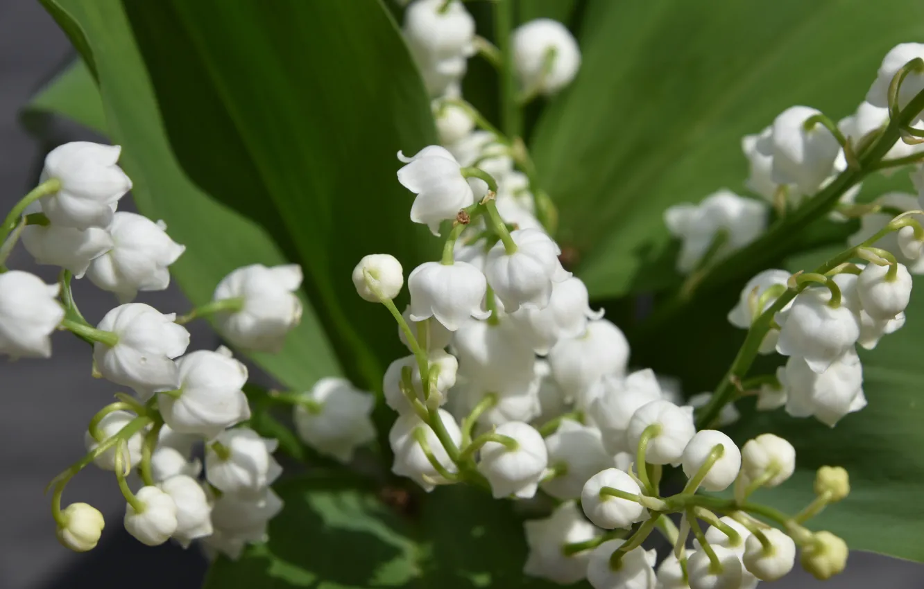 Photo wallpaper flowers, nature, spring, lilies of the valley