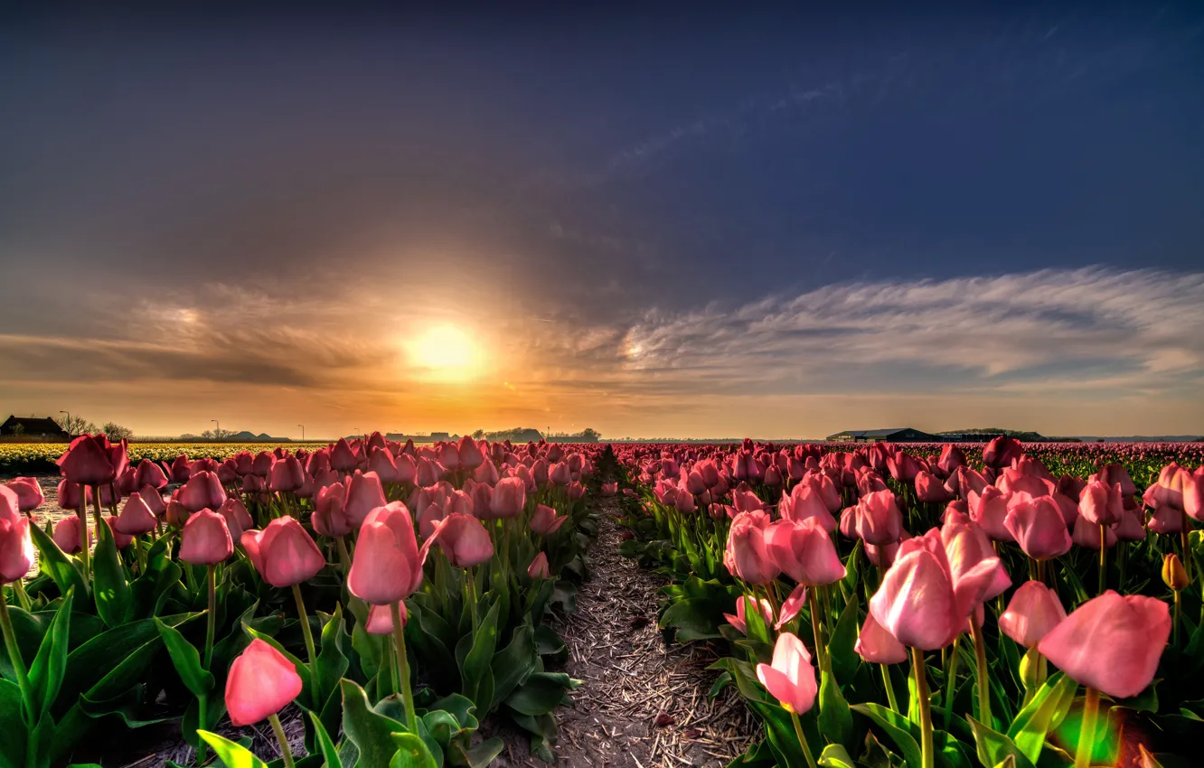 Photo wallpaper field, the sky, the sun, clouds, light, sunset, flowers, nature