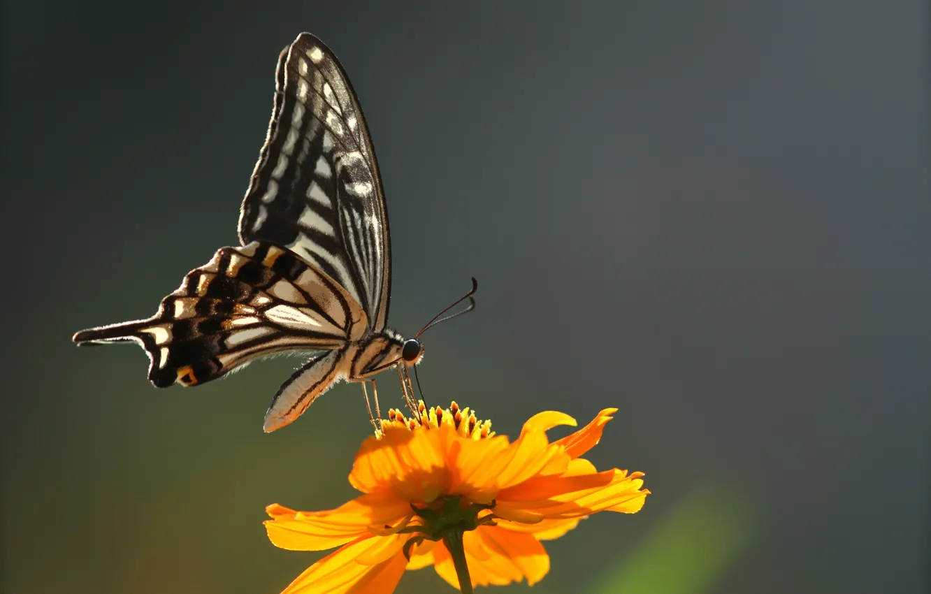 Photo wallpaper flowers, nature, butterfly, moth