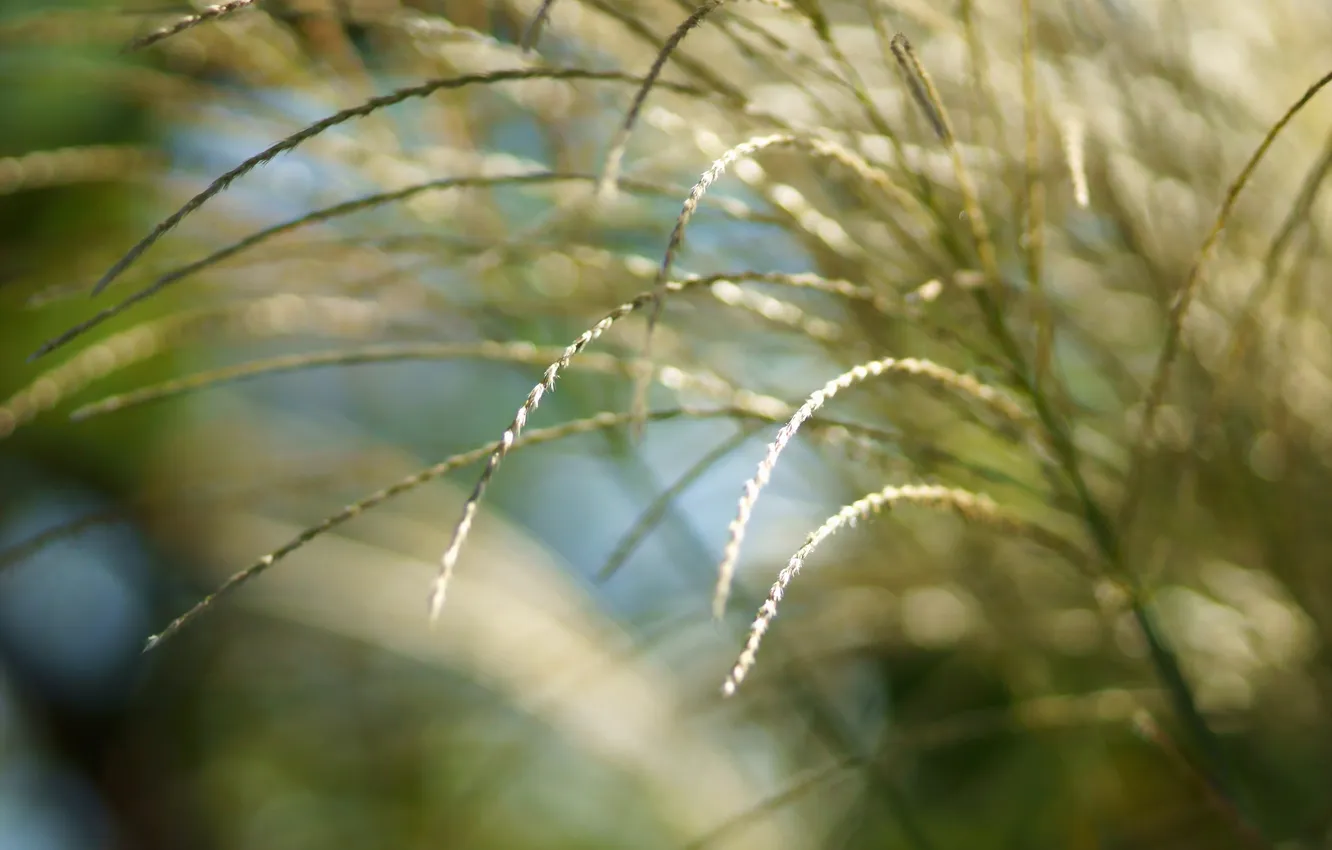 Photo wallpaper grass, the sun, macro, light, nature, spikelets