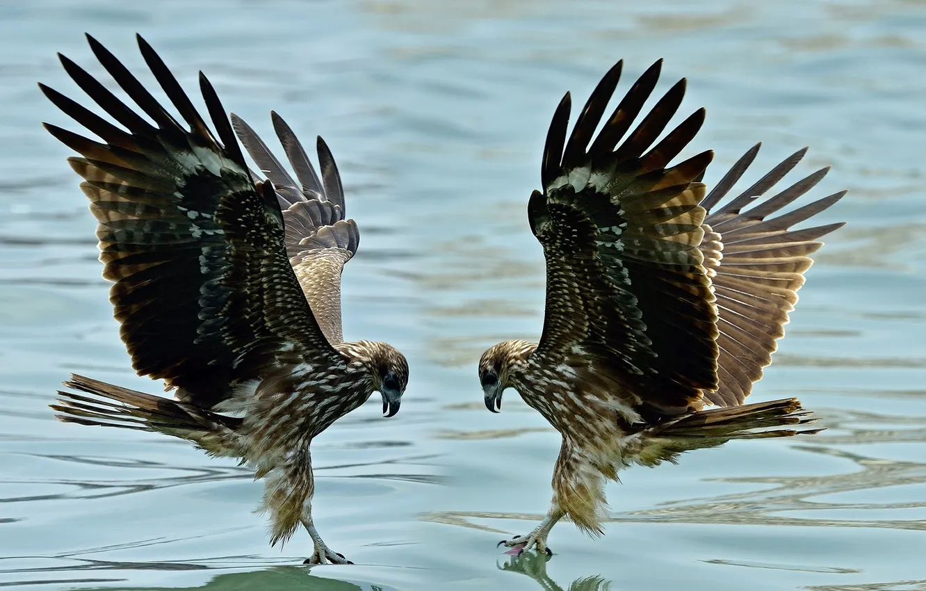 Photo wallpaper water, bird, wings, beak, pair