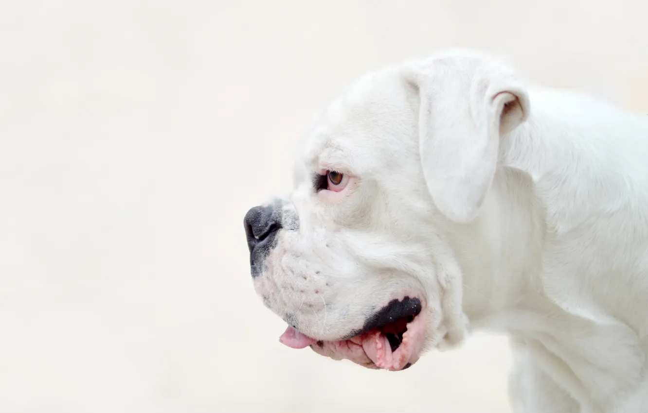 Photo wallpaper look, each, dog