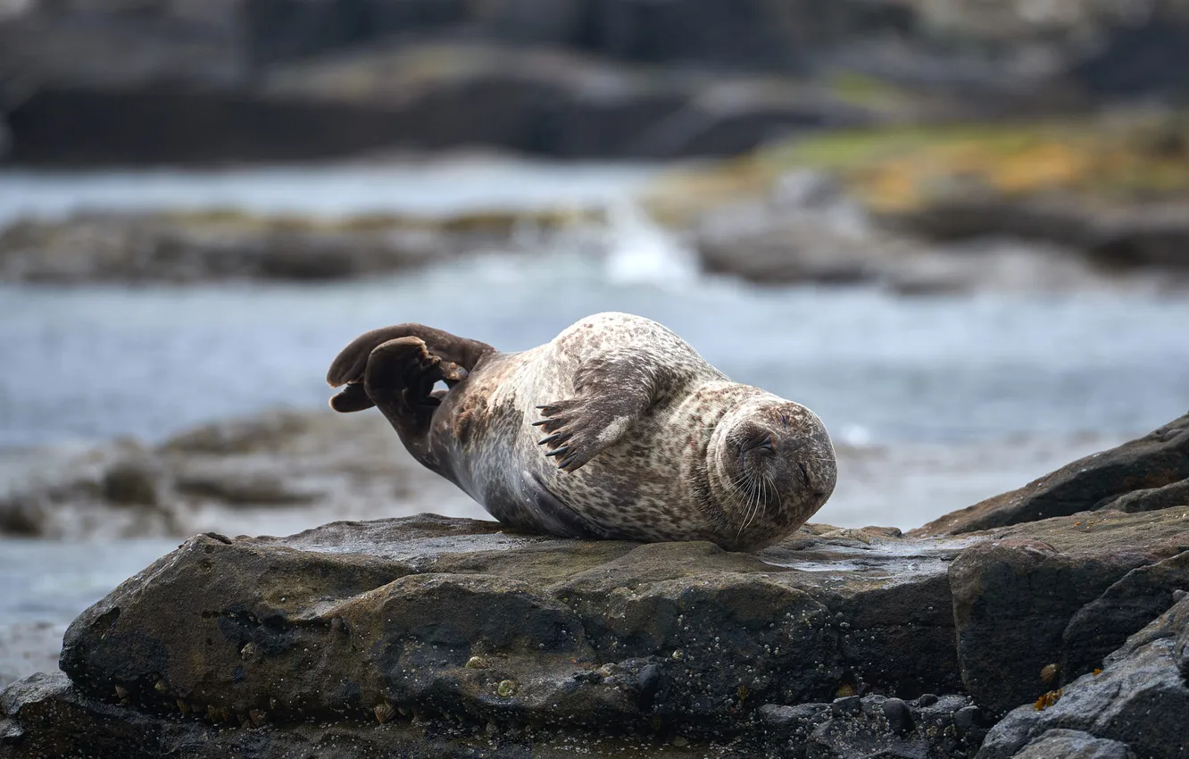 Photo wallpaper water, stones, rocks, seal