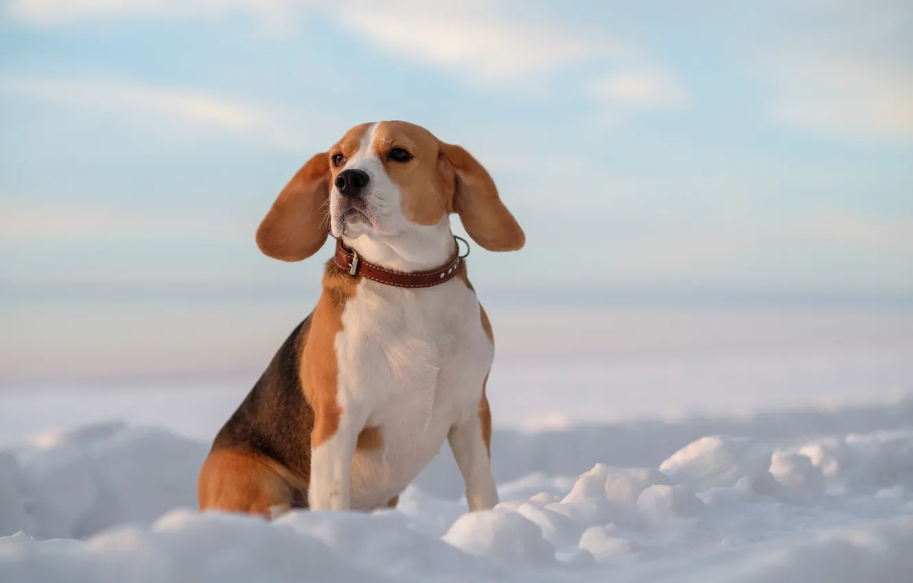 Photo wallpaper snow, dog, ears, Beagle