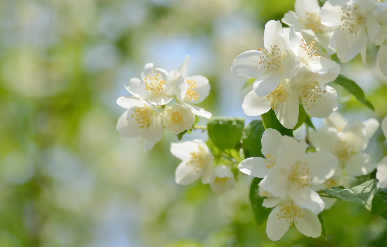 Photo wallpaper flowers, branches, flowering, bokeh, Chubushnik coronal