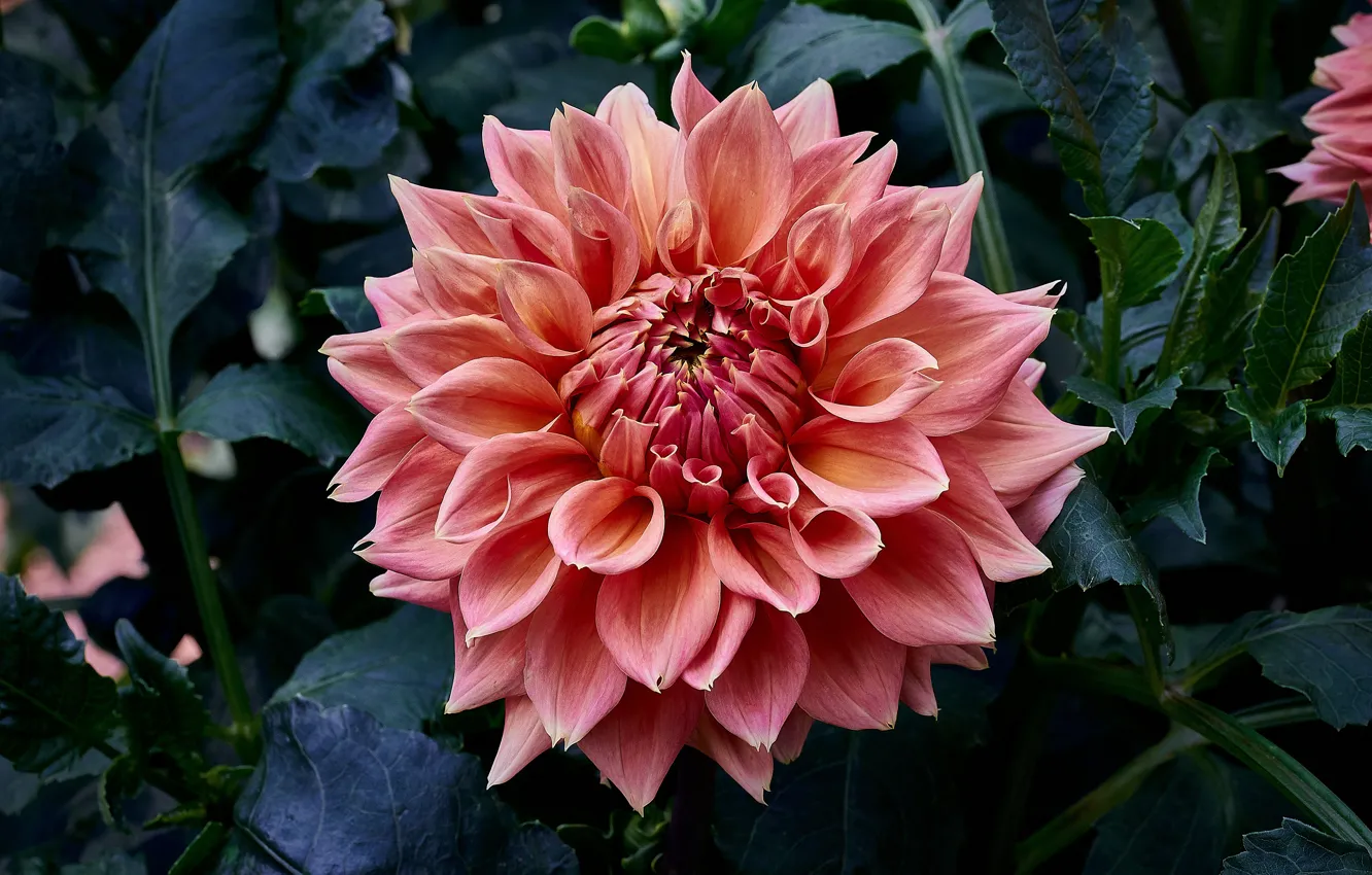 Photo wallpaper leaves, macro, flowers, orange, red, the dark background, garden, salmon